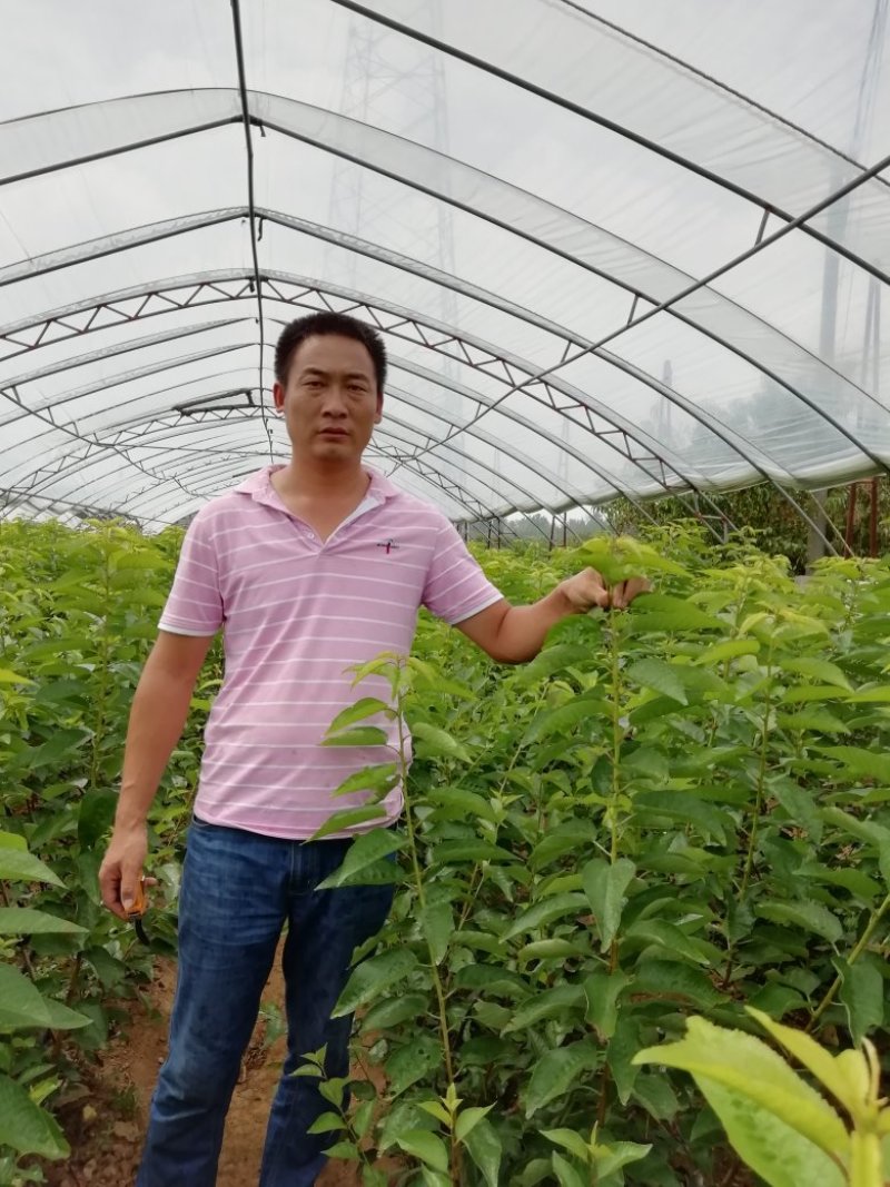 车厘子苗，低需冷量品种，矮化根系，适应南北方种植