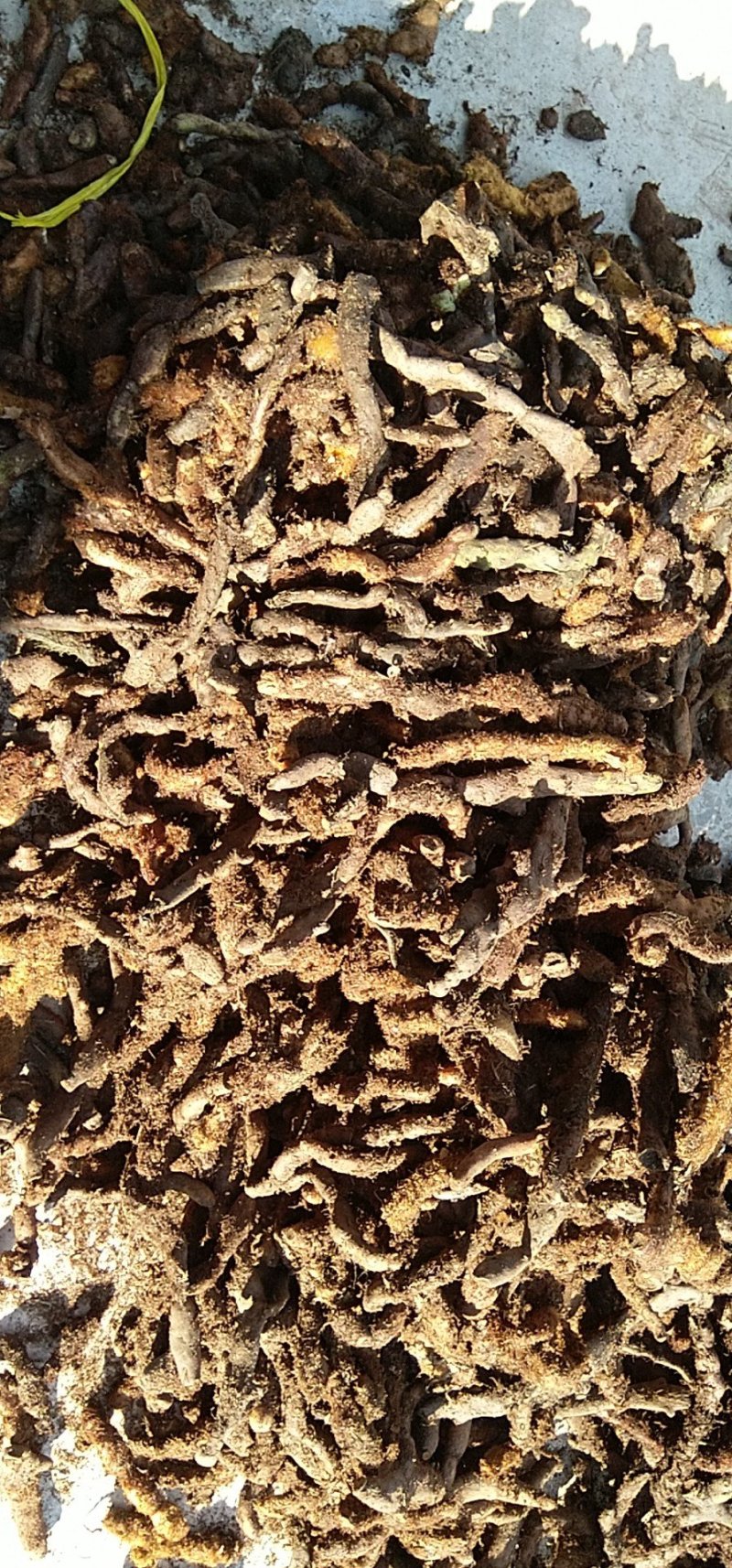 骨碎鲜货