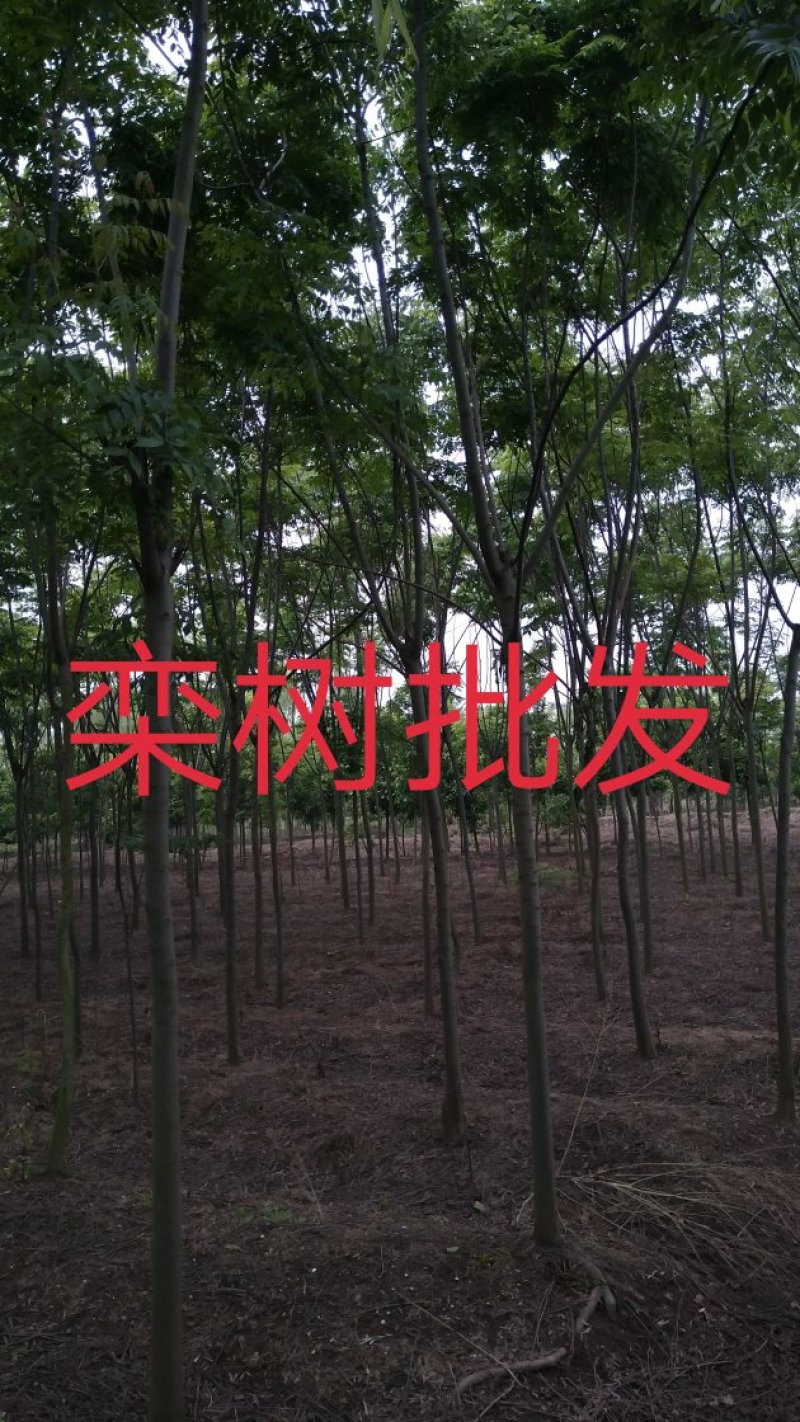 江西精品黄山栾树基地5一20批发，现货长期有效。