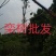 江西精品黄山栾树基地5一20批发，现货长期有效。