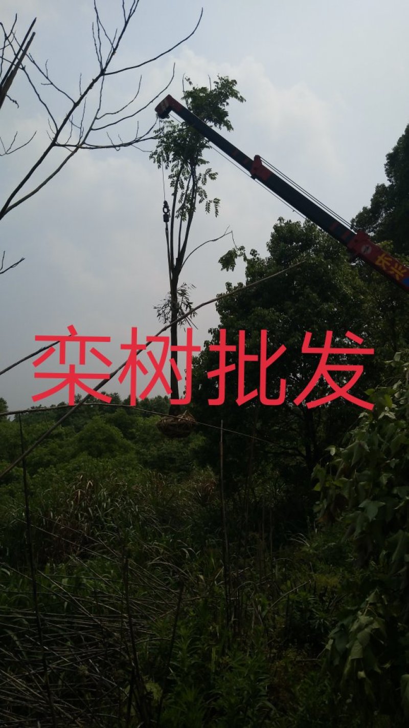江西精品黄山栾树基地5一20批发，现货长期有效。