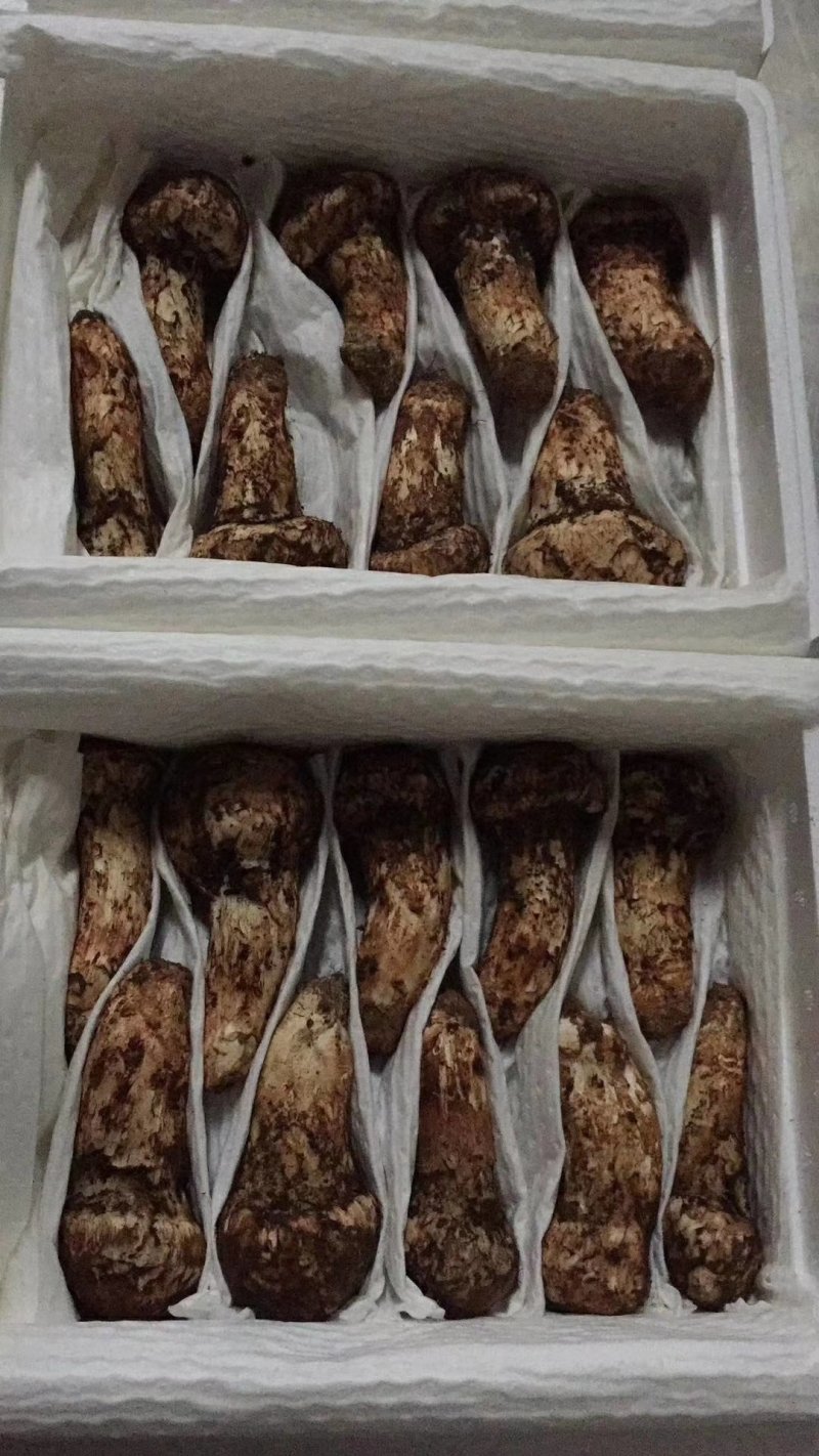 松茸
