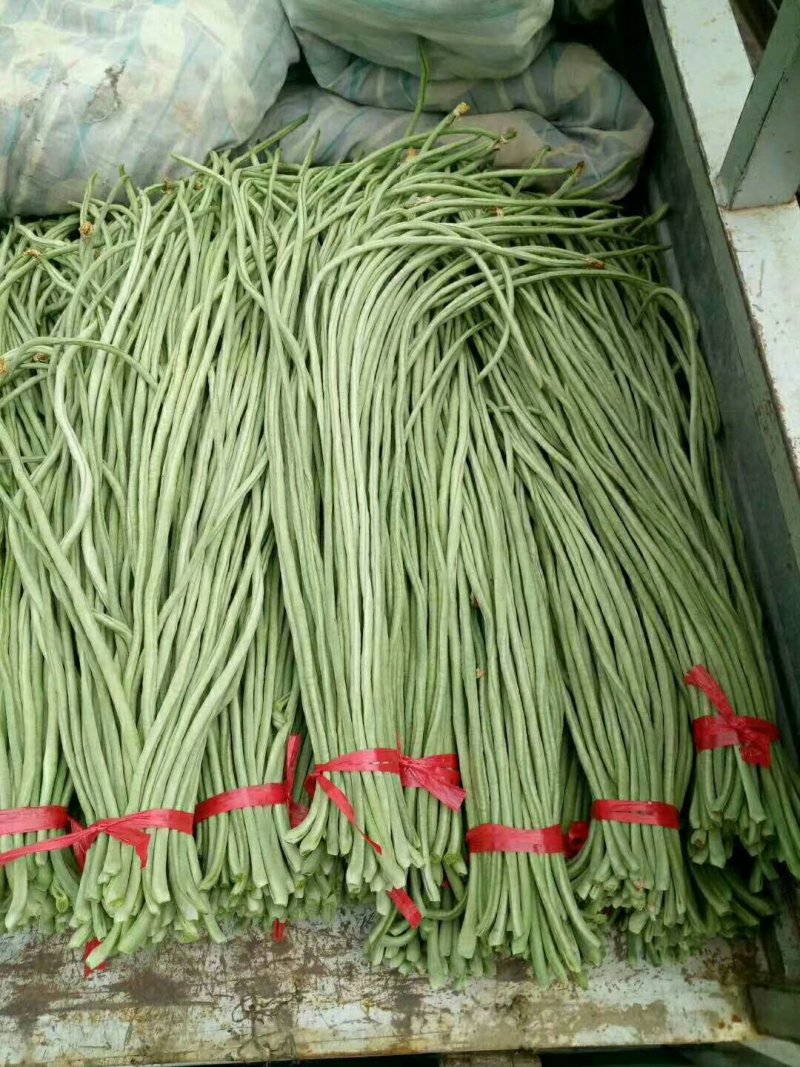 豆角长度40公分到70公分！青绿色.白不老.四季美，