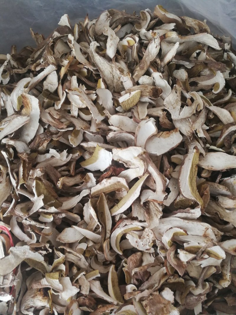 牛肝菌