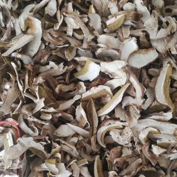 牛肝菌