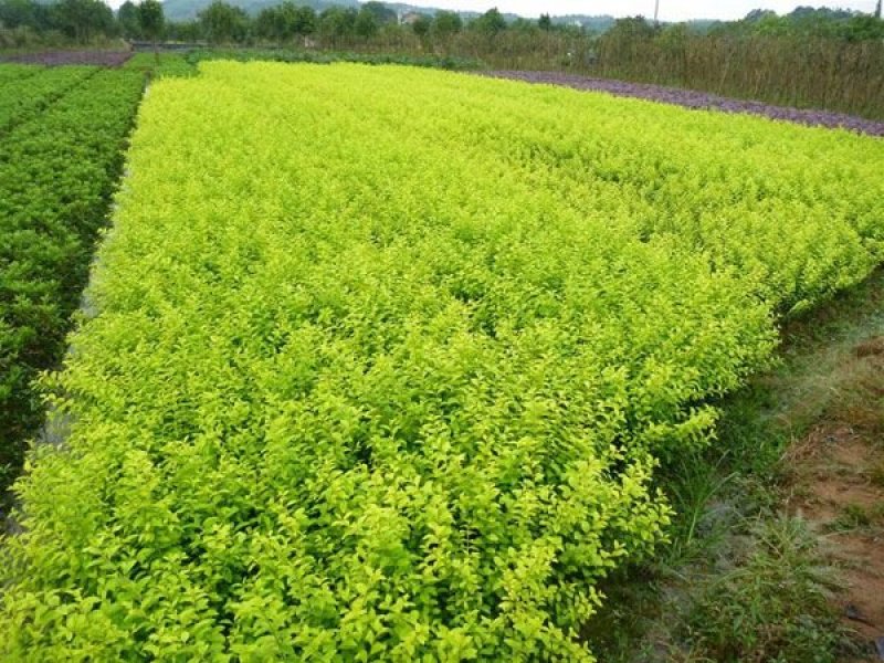 金叶女贞苗高30~40cm提供技术指导规格齐全