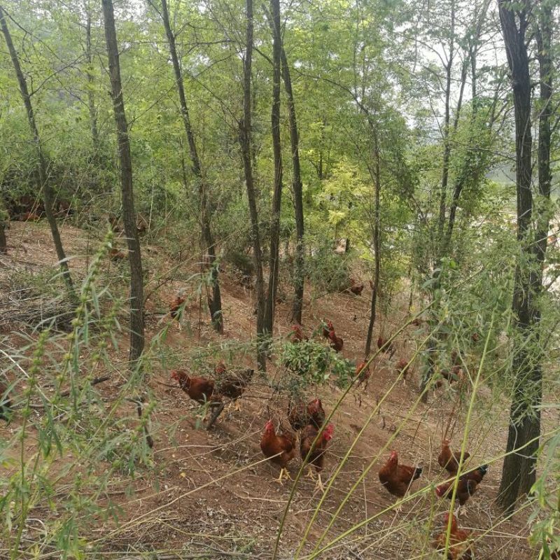 跑山鸡