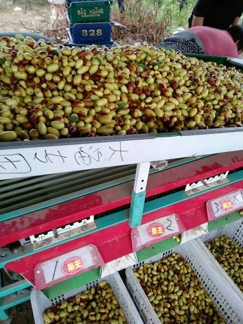 马牙枣