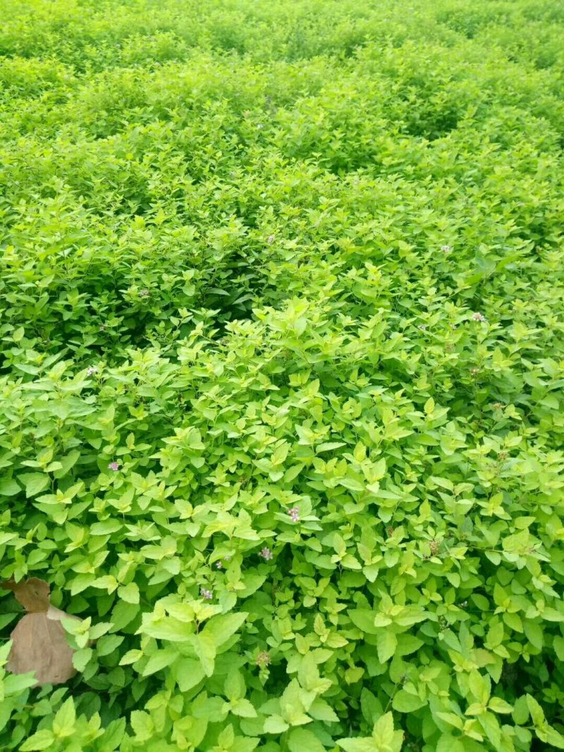 各种绣线菊量大批发