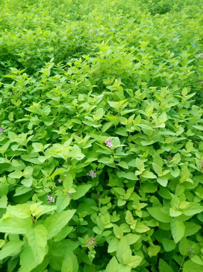 各种绣线菊量大批发