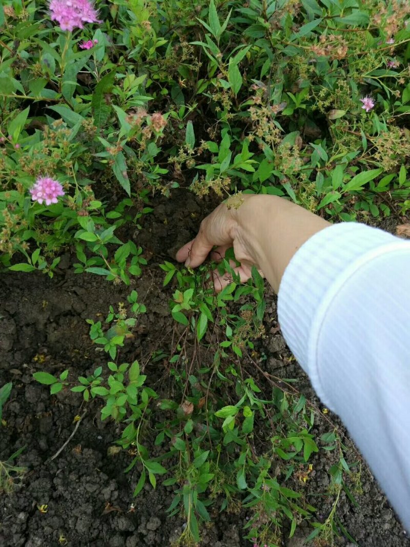 各种绣线菊量大批发