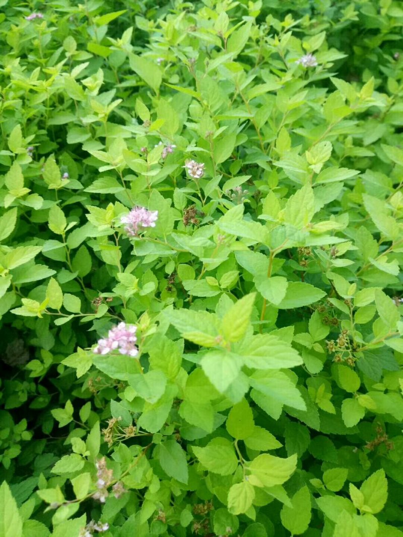 各种绣线菊量大批发