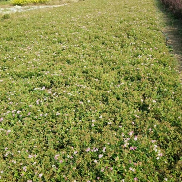 各种绣线菊量大批发