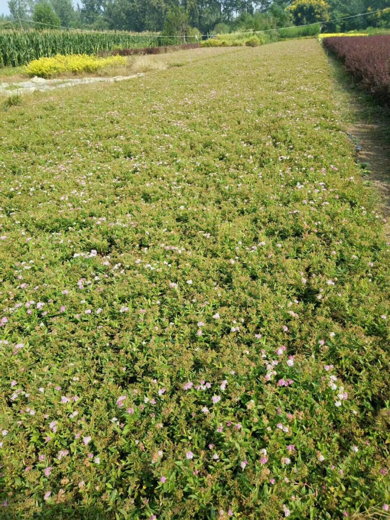 各种绣线菊量大批发