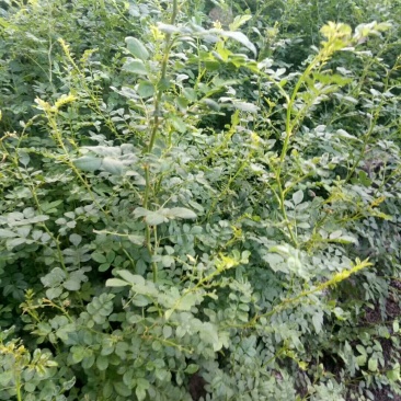 黄刺玫批发