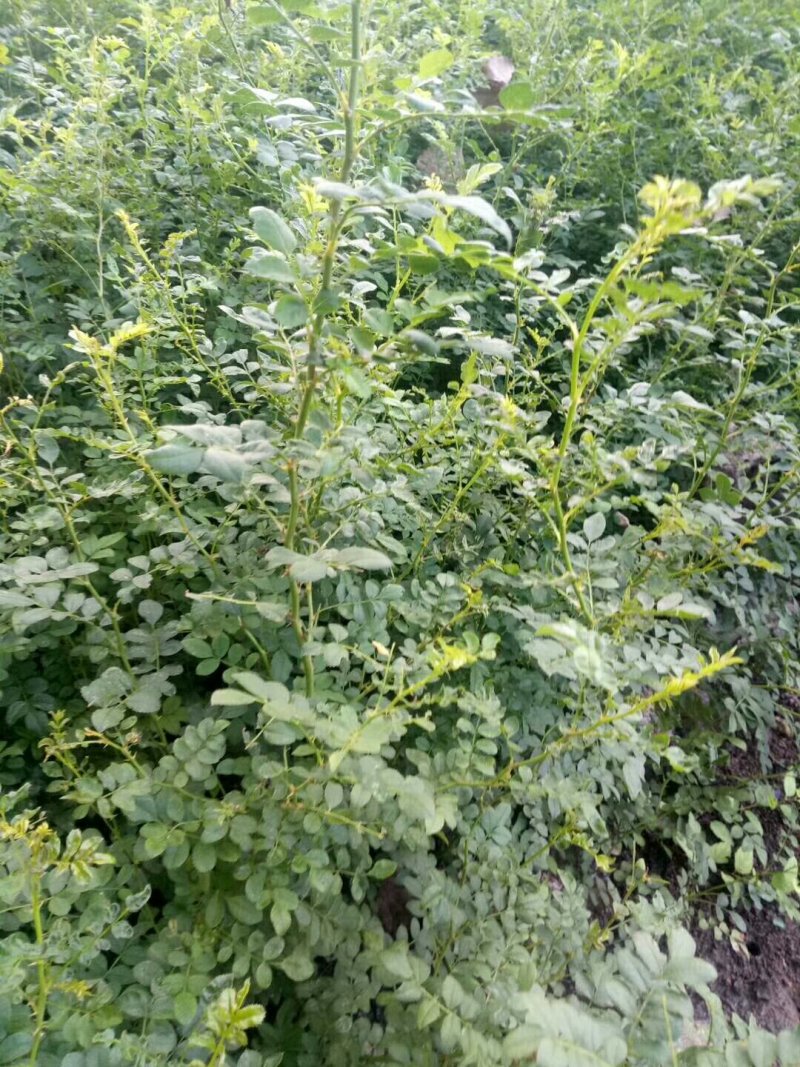 黄刺玫批发