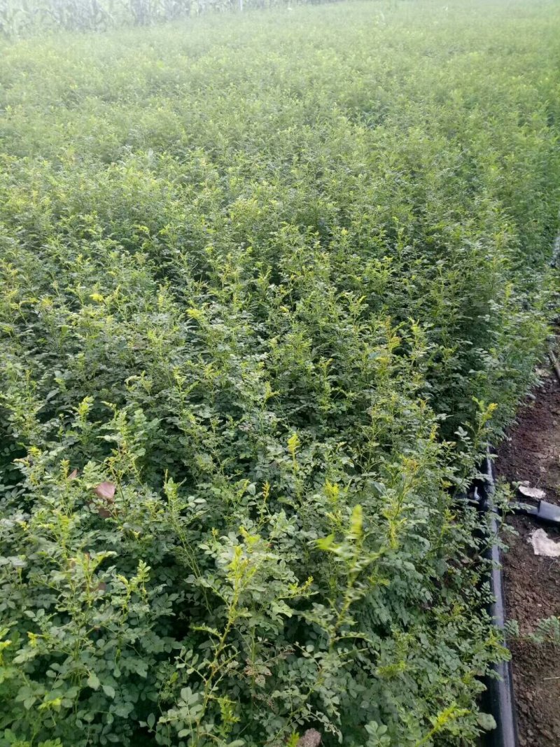 黄刺玫批发