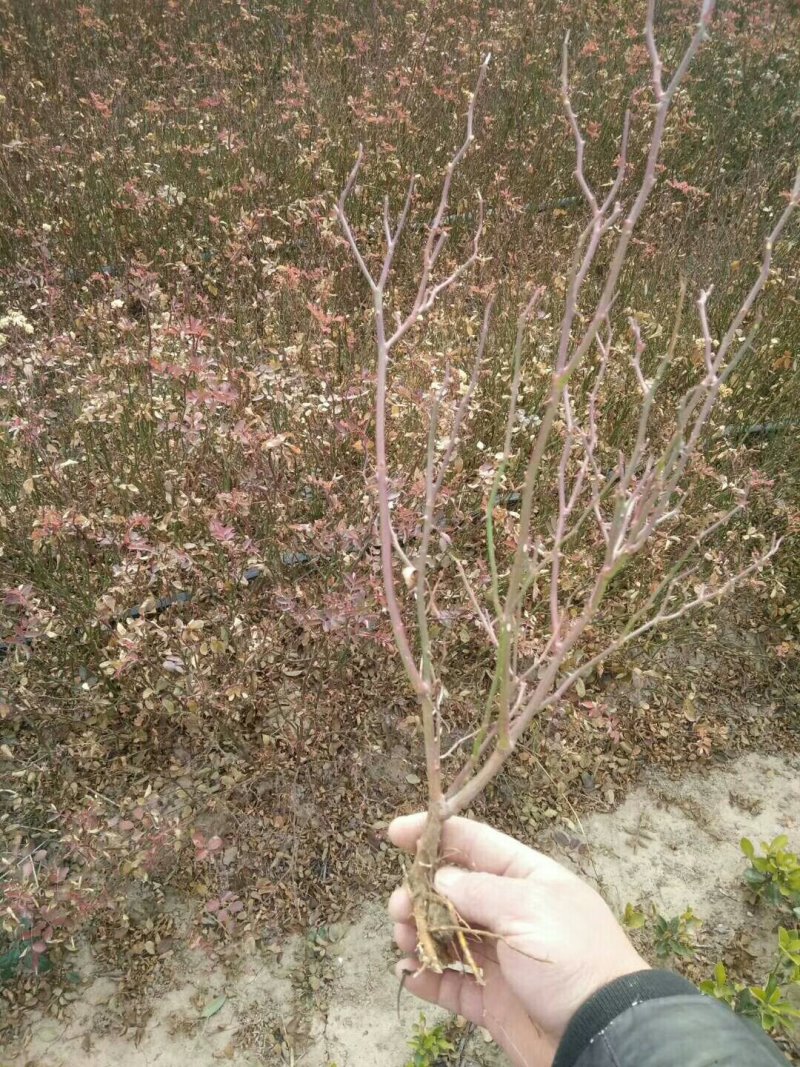 黄刺玫批发