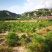 华山松定植苗