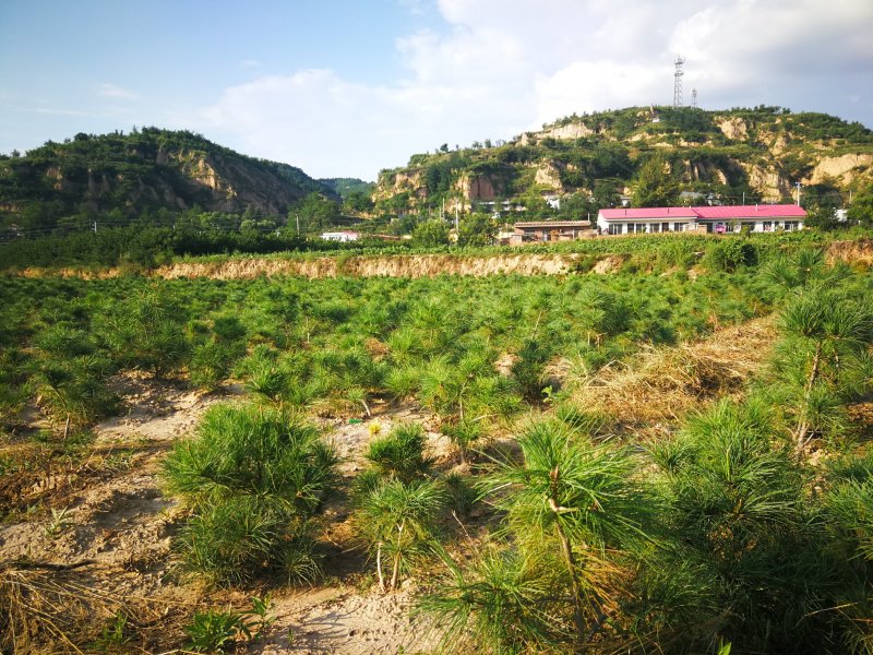 华山松定植苗