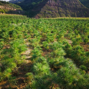 华山松定植苗