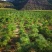 华山松定植苗