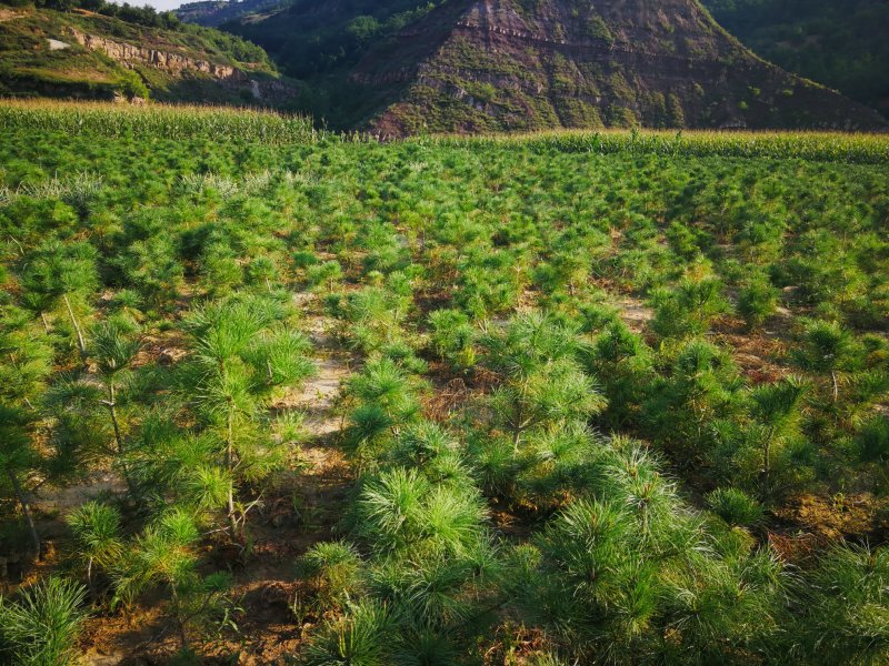 华山松定植苗