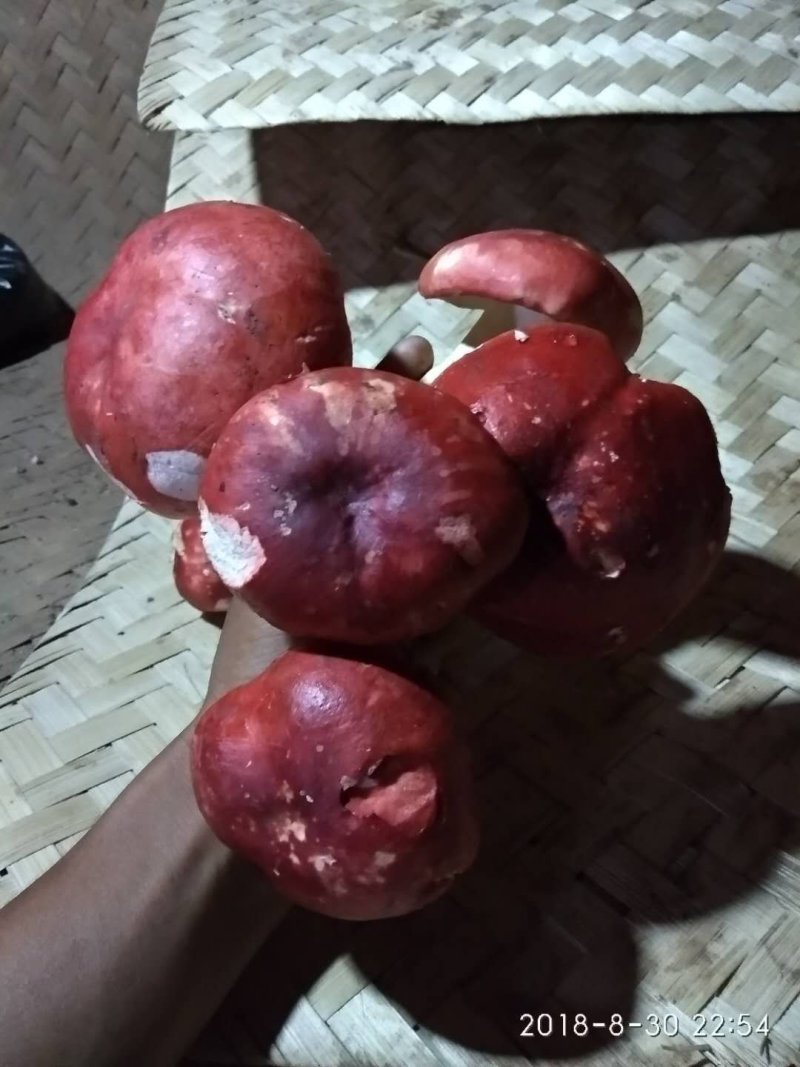 特级红菇，雪燕窝批发零售