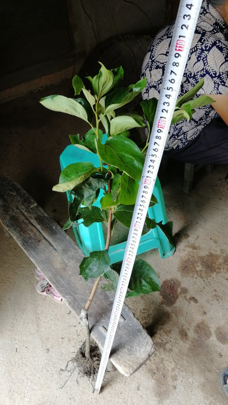 柿子树苗50~80cm嫁接苗