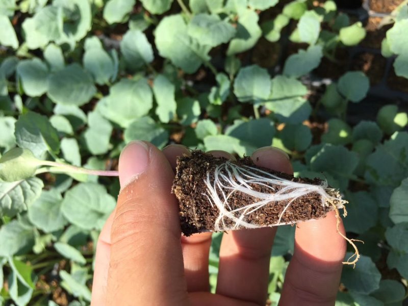 松花苗，菜花苗，各类蔬菜苗