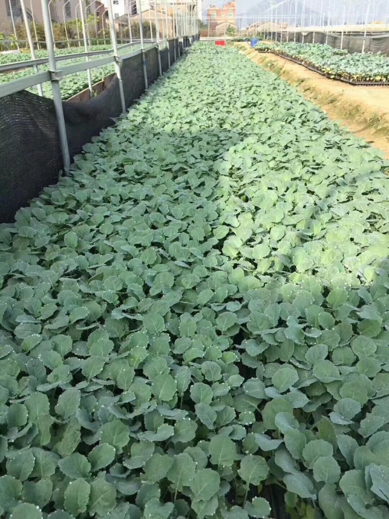 松花苗，菜花苗，各类蔬菜苗