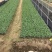 松花苗，菜花苗，各类蔬菜苗