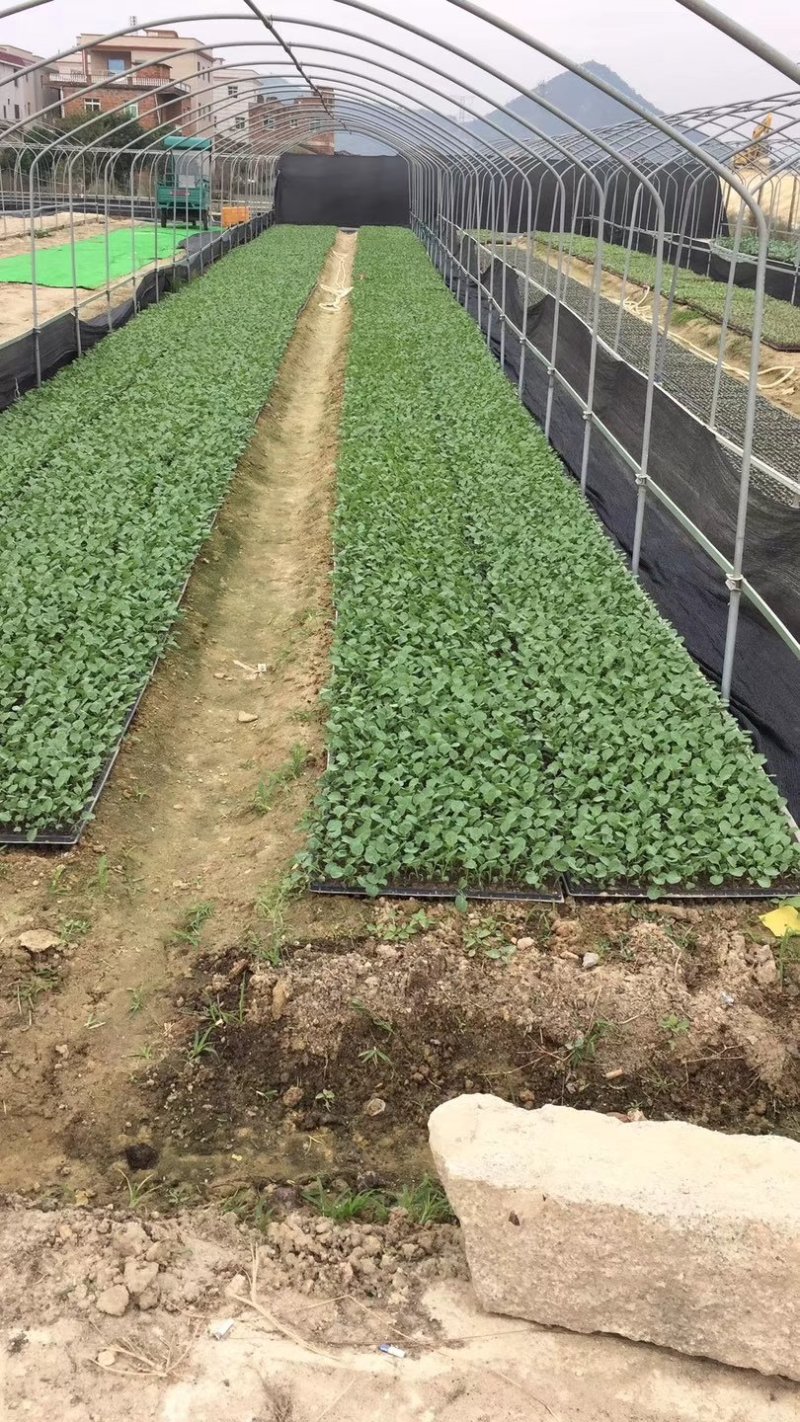 松花苗，菜花苗，各类蔬菜苗