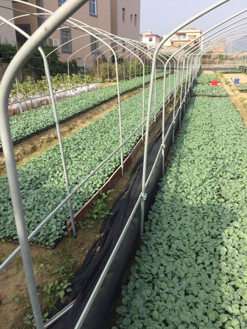松花苗，菜花苗，各类蔬菜苗