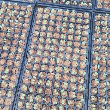 松花苗，菜花苗，各类蔬菜苗