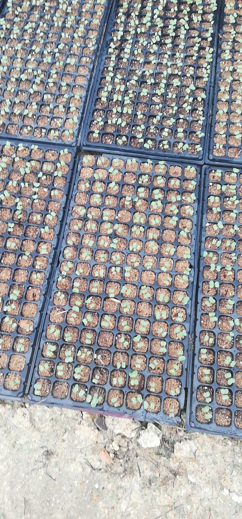 松花苗，菜花苗，各类蔬菜苗