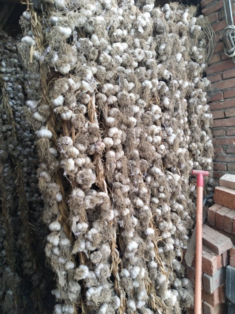 张掖优质白皮大蒜