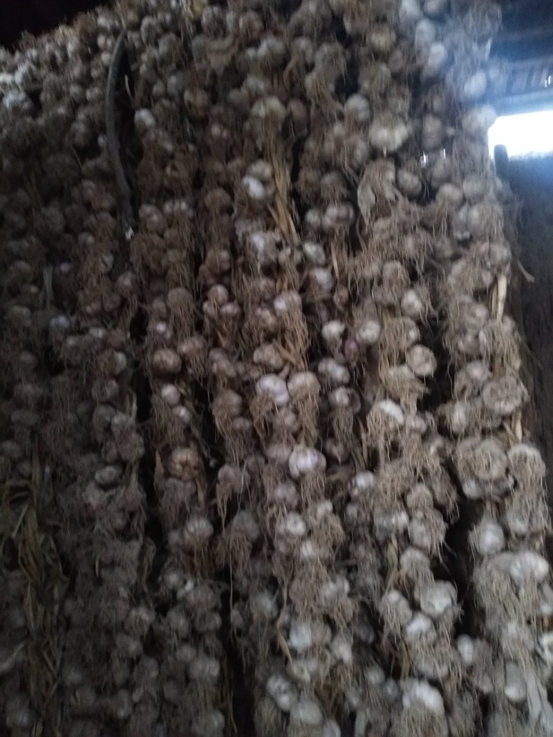 张掖优质白皮大蒜