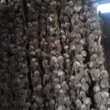 张掖优质白皮大蒜