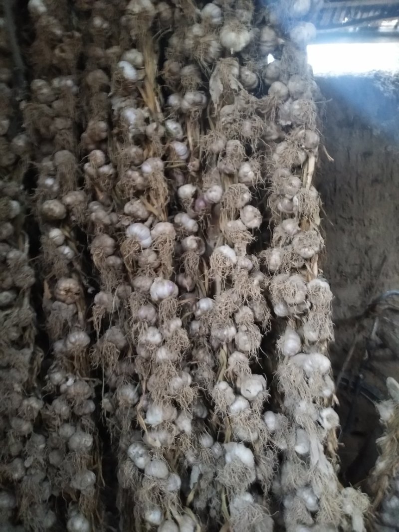 张掖优质白皮大蒜