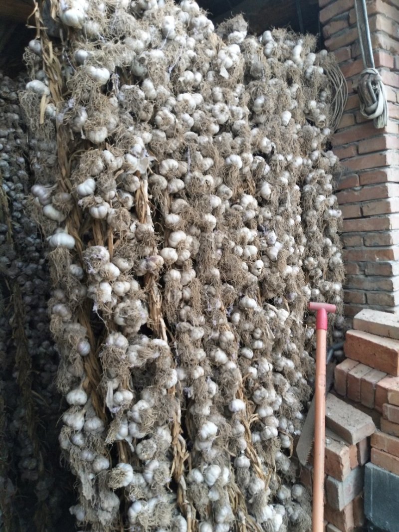 张掖优质白皮大蒜