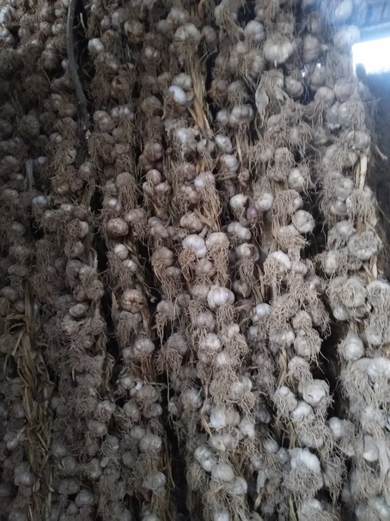 张掖优质白皮大蒜