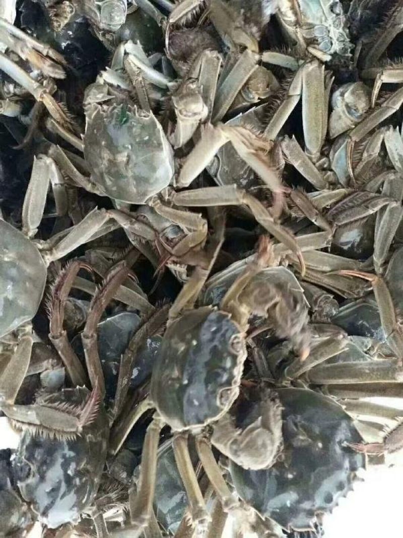 1.5两公蟹食用洪泽湖精品红膏大闸蟹