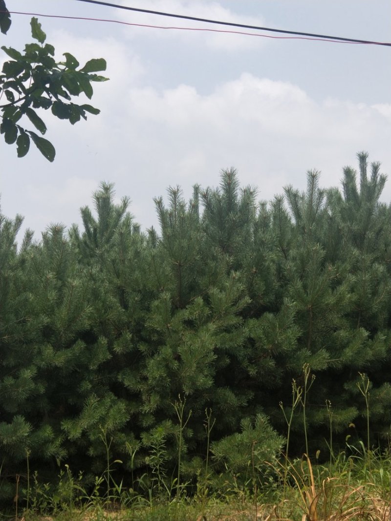 油松