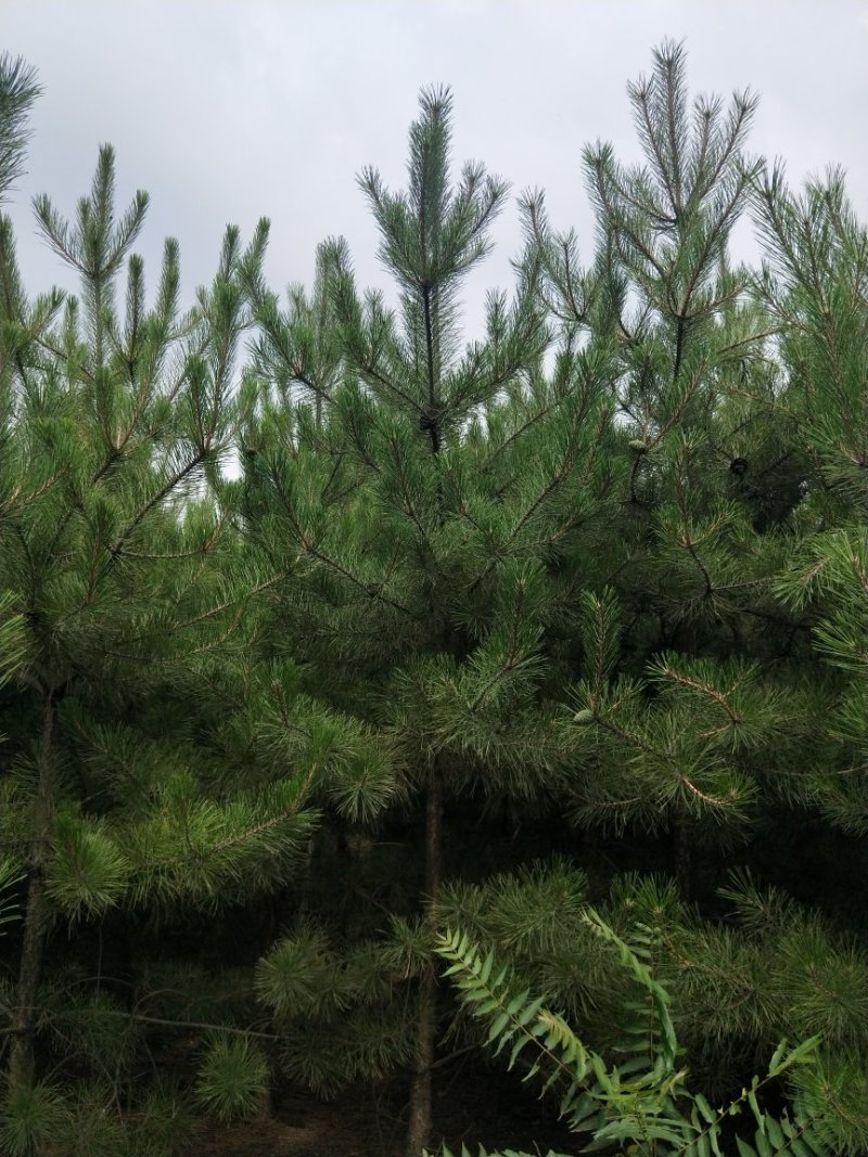油松