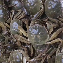 1.5两公蟹食用洪泽湖精品红膏大闸蟹