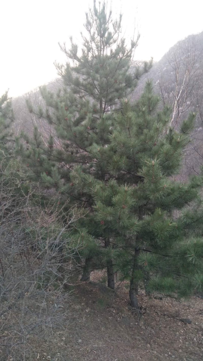 油松