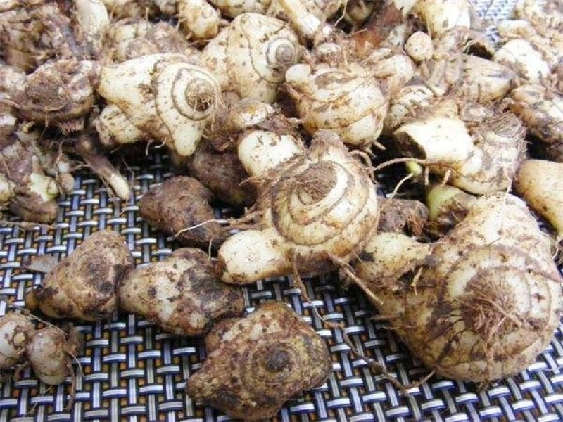 白芨种子白芨果夹一亩地6斤发芽率95%