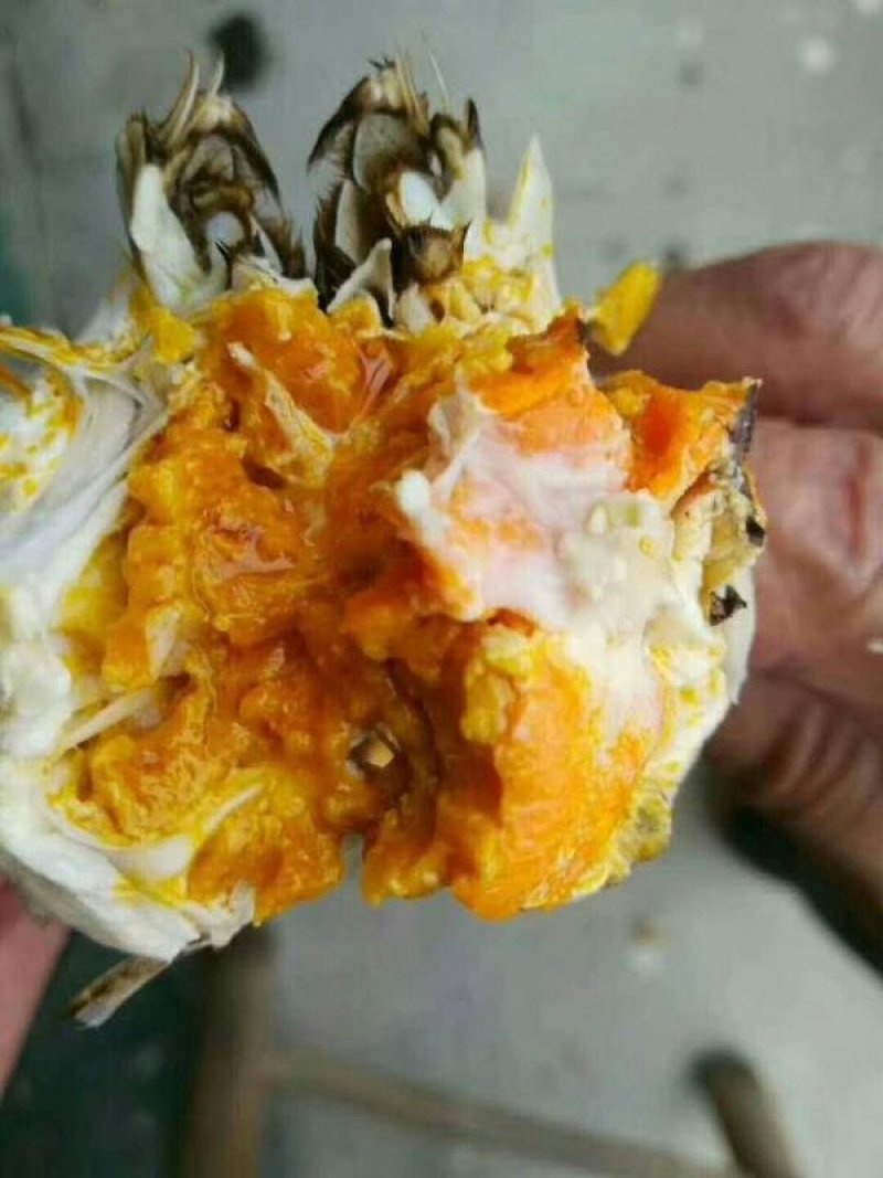 中母母蟹食用洪泽湖精品红膏大闸蟹