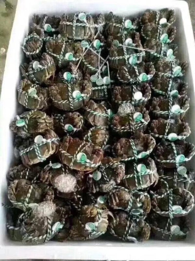 中母母蟹食用洪泽湖精品红膏大闸蟹
